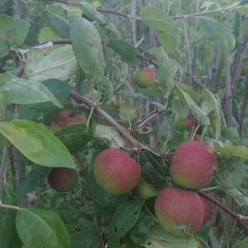 Продается Участок, 17000 м²