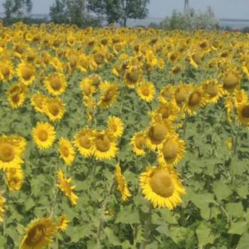 Продается Участок, 17000 м²