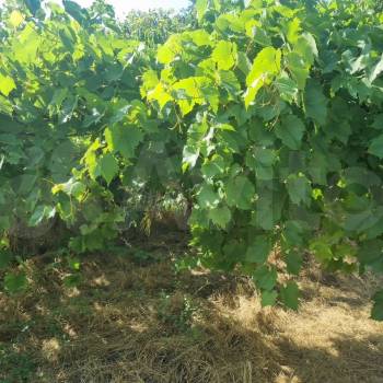 Продается Участок, 990 м²