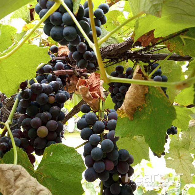 Сдаю дом, ул. Ленина, собственник