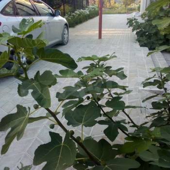 Сдается Дом, 40 м²