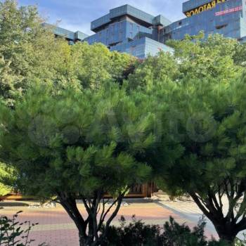 Сдается 2-х комнатная квартира, 55 м²