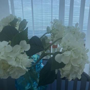 Сдается 2-х комнатная квартира, 95 м²