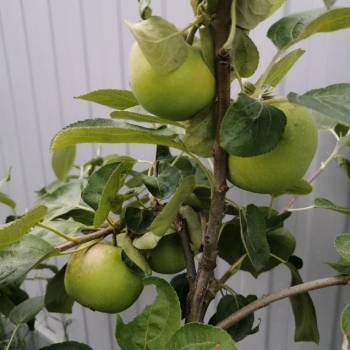 Продается Участок, 1000 м²