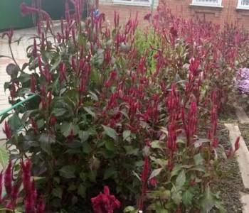 Продается Участок, 490 м²