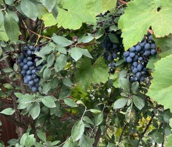 Продается Дом, 116 м²