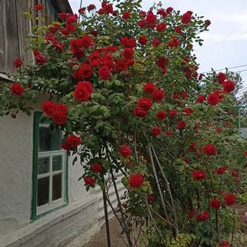 Продается Участок, 559 м²