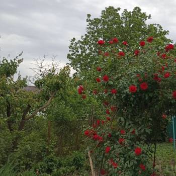 Продается Участок, 559 м²