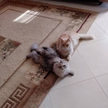 Продается Дом, 150 м²