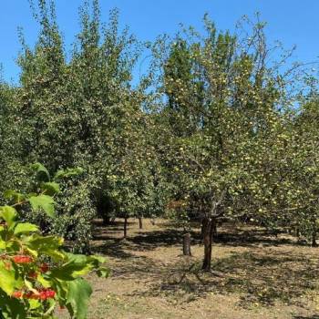 Продается Участок, 600 м²