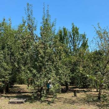 Продается Участок, 600 м²