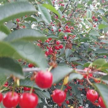 Продается Дом, 268 м²