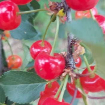 Продается Дом, 268 м²