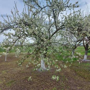 Продается Дом, 268 м²