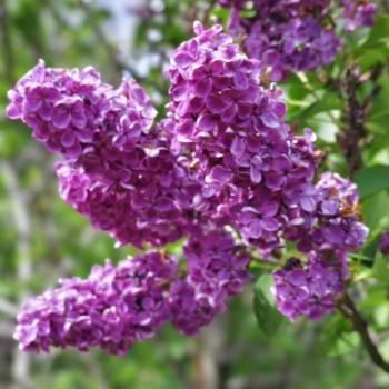 Продается Участок, 600 м²