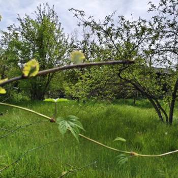 Продается Участок, 600 м²