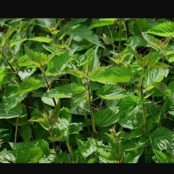 Продается Участок, 600 м²