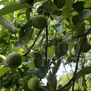 Продается Дом, 27 м²