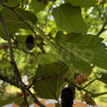 Продается Дом, 27 м²