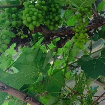 Продается Дом, 31 м²