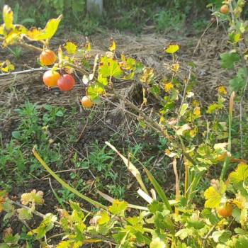 Продается Участок, 570 м²