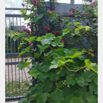 Продается Дом, 38 м²