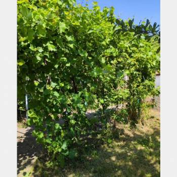 Продается Участок, 600 м²