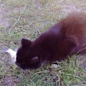 Продается Участок, 2190 м²