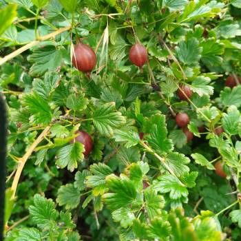 Продается Дом, 24 м²