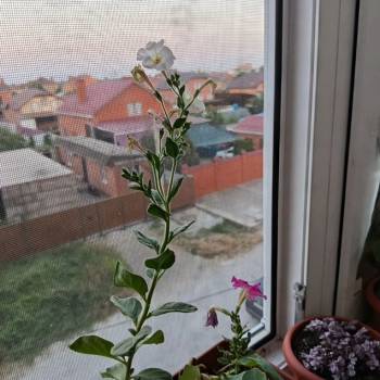 Продается 1-комнатная квартира, 31,7 м²