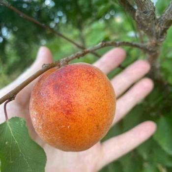 Продается Участок, 1500 м²