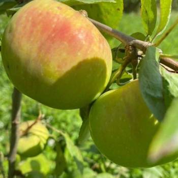 Продается Участок, 1500 м²