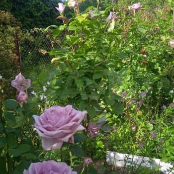 Продается Дом, 236 м²