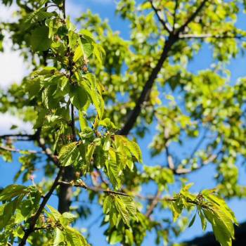 Продается Участок, 600 м²