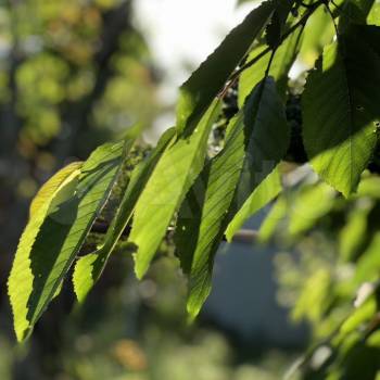 Продается Участок, 600 м²