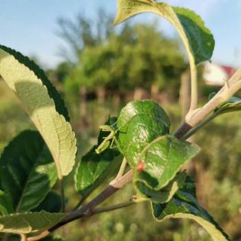 Продается Участок, 800 м²