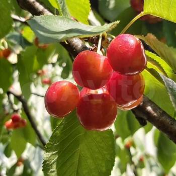 Продается Дом, 70 м²