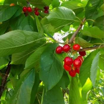 Продается Участок, 600 м²