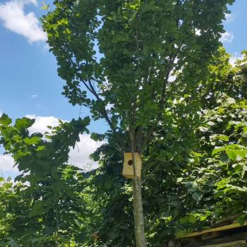 Продается Участок, 600 м²