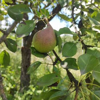 Продается Участок, 600 м²