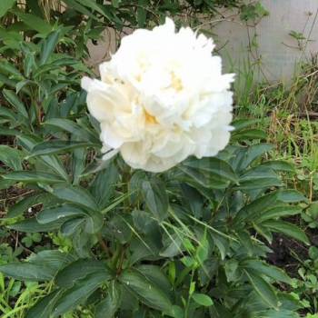 Продается Дом, 24 м²