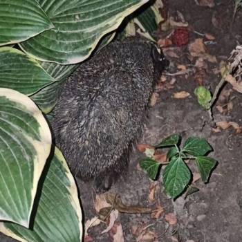 Продается Участок, 600 м²