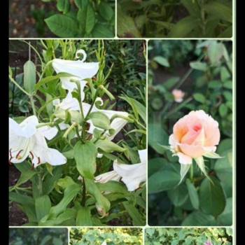 Продается Участок, 600 м²