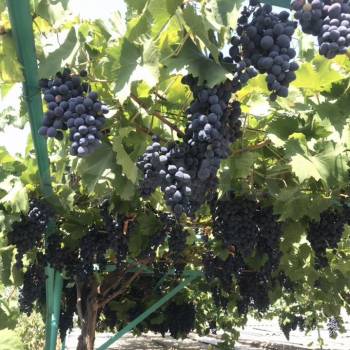 Продается Участок, 600 м²