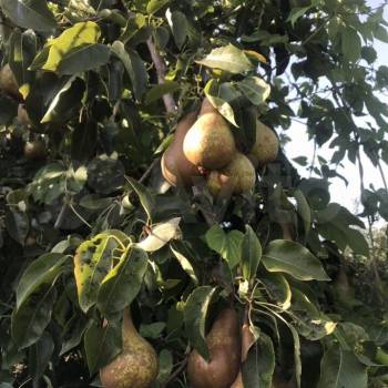 Продается Участок, 600 м²