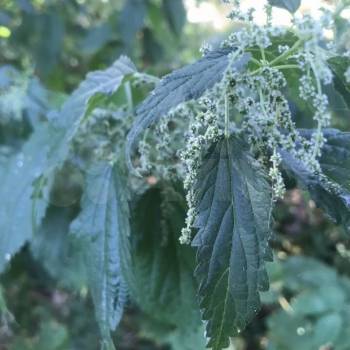 Продается Участок, 600 м²