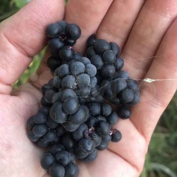 Продается Участок, 600 м²