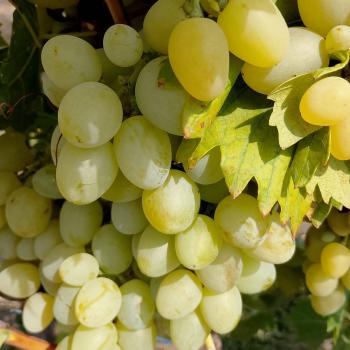 Продается Дом, 44 м²