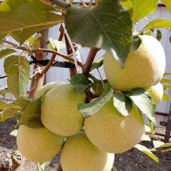 Продается Дом, 44 м²