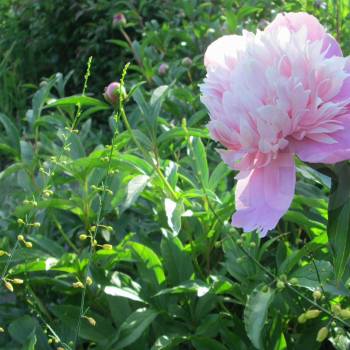 Продается Участок, 500 м²